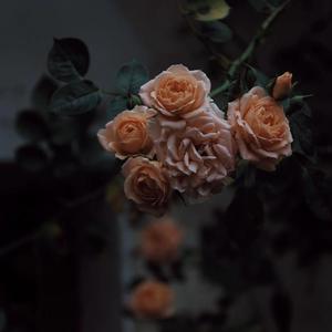 黄色小说少女之心阅读
